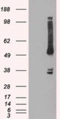 OXSR1 Antibody (OTI1F3), Novus Biologicals 0.1mL; Unlabeled:Antibodies,