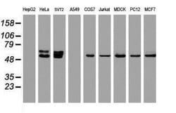 OXSR1 Antibody (OTI1F3), Novus Biologicals 0.1mL; Unlabeled:Antibodies,
