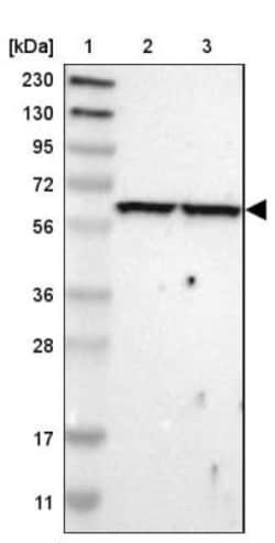 OXSR1 Antibody, Novus Biologicals 0.1mL; Unlabeled:Antibodies, Polyclonal