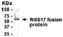 RGS17 Antibody - Azide and BSA Free 0.05mg; Unlabeled:Antibodies, Polyclonal