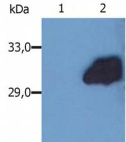 SOCS-3 Antibody (SO1) - BSA Free, Novus Biologicals 0.1mg; Unlabeled:Antibodies,