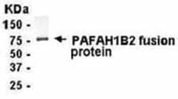 PAFAH1B2 Antibody - Azide and BSA Free 0.05mg; Unlabeled:Antibodies, Polyclonal