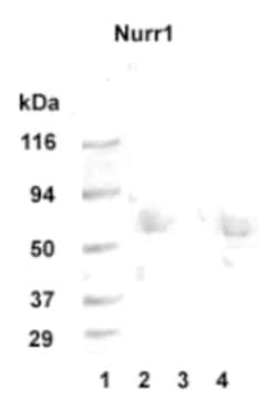 Nurr1/NGFI-B beta/NR4A2 Antibody - BSA Free, Novus Biologicals 0.1 mg;