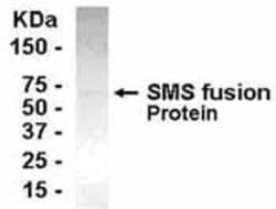 Spermine synthase Antibody, Novus Biologicals 0.05mg; Unlabeled:Antibodies,