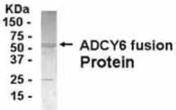 Adenylate Cyclase 6 Antibody, Novus Biologicals:Antibodies:Primary Antibodies