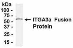 Integrin alpha 3/CD49c Antibody, Novus Biologicals 0.025 mg, Unconjugated:Antibodies,