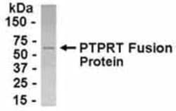 PTP rho/PTPRT Antibody, Novus Biologicals 0.05mg; Unlabeled:Antibodies,