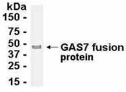 GAS7 Antibody 0.05mg; Unlabeled:Antibodies, Polyclonal