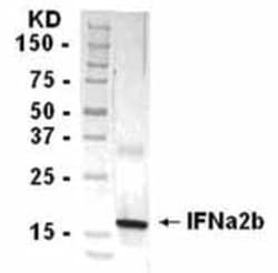 IFN-alpha 2 Antibody, Novus Biologicals:Antibodies:Primary Antibodies