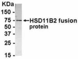 HSD11B2 Antibody 0.05mg; Unlabeled:Antibodies, Polyclonal