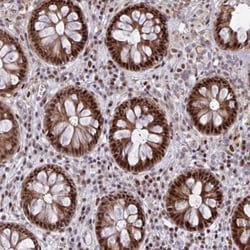 p107 Antibody, Novus Biologicals:Antibodies:Primary Antibodies