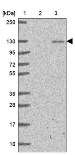 p107 Antibody, Novus Biologicals:Antibodies:Primary Antibodies