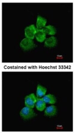 p114RhoGEF Antibody, Novus Biologicals 0.1mL; Unlabeled:Antibodies, Polyclonal