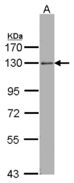 p114RhoGEF Antibody, Novus Biologicals 0.1mL; Unlabeled:Antibodies, Polyclonal