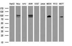 p120-catenin Antibody (OTI2E8), Novus Biologicals 0.1mL; Unlabeled:Antibodies,