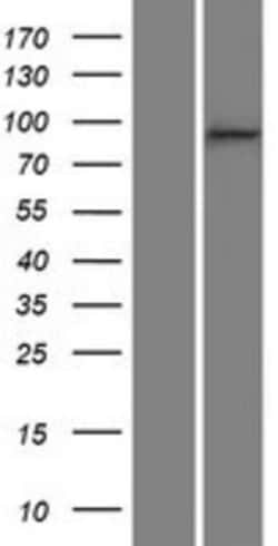 Novus Biologicals&trade;&nbsp;p120-catenin Overexpression Lysate