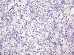 p120-catenin Antibody (OTI2E8), Novus Biologicals 0.1mL; Unlabeled:Antibodies,