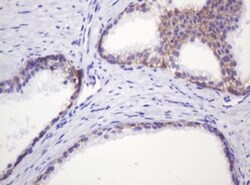 p120-catenin Antibody (OTI2E8), Novus Biologicals 0.1mL; Unlabeled:Antibodies,