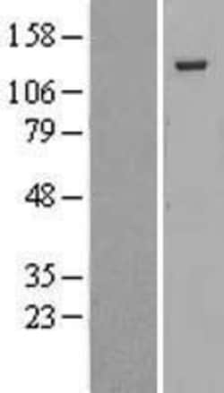 Novus Biologicals™ p130 Overexpression Lysate