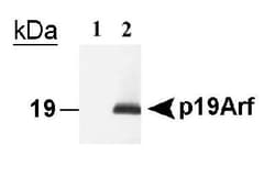p19ARF/CDKN2A Antibody (5-C3-1) - BSA Free, Novus Biologicals:Antibodies:Primary
