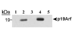 p19ARF/CDKN2A Antibody (5-C3-1) - BSA Free, Novus Biologicals:Antibodies:Primary