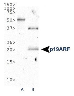 p19ARF/CDKN2A Antibody - BSA Free, Novus Biologicals:Antibodies:Primary