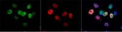 p21/CIP1/CDKN1A Antibody (1032), Novus Biologicals 0.1mL; Unlabeled:Antibodies,