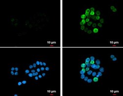 p21/CIP1/CDKN1A Antibody, Novus Biologicals 0.1 mL | Buy Online | Novus Biologicals | Fisher Scientific