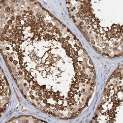 p23/PTGES3 Antibody, Novus Biologicals:Antibodies:Primary Antibodies