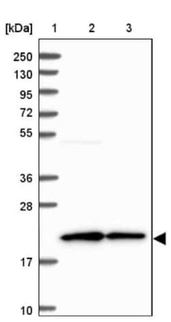 p23/PTGES3 Antibody, Novus Biologicals:Antibodies:Primary Antibodies