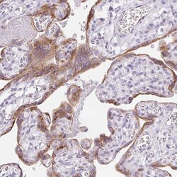 P2Y9 Antibody, Novus Biologicals 0.1mL; Unlabeled:Antibodies, Polyclonal