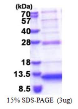 Novus Biologicals&trade;&nbsp;Recombinant Human P311 His Protein