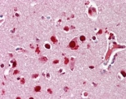 p38 alpha Antibody, Novus Biologicals:Antibodies:Primary Antibodies