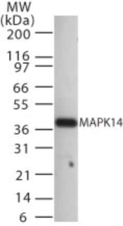 p38 alpha Antibody, Novus Biologicals:Antibodies:Primary Antibodies
