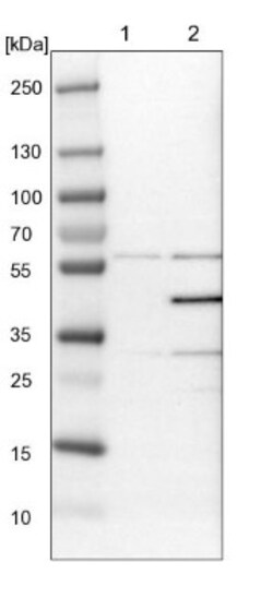 p38 delta/SAPK4 Antibody, Novus Biologicals:Antibodies:Primary Antibodies