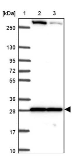 p38 gamma/SAPK3 Antibody, Novus Biologicals 25 &mu;L, Unlabeled:Antibodies,