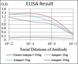 p38 alpha Antibody (10B11C8) - BSA Free, Novus Biologicals:Antibodies:Primary