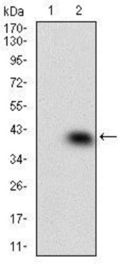 p38 alpha Antibody (10B11C8) - BSA Free, Novus Biologicals:Antibodies:Primary