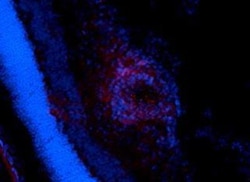 p38 alpha Antibody (9F12), Novus Biologicals 0.025 mg, Unconjugated:Antibodies,