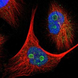 p38 delta/SAPK4 Antibody, Novus Biologicals:Antibodies:Primary Antibodies