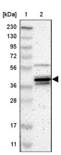 p38 delta/SAPK4 Antibody, Novus Biologicals:Antibodies:Primary Antibodies