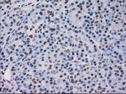 p38 gamma/SAPK3 Antibody (OTI10E1), Novus Biologicals 0.1mL; Unlabeled:Antibodies,