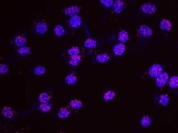 p400 Antibody, Novus Biologicals 0.1mL; Unlabeled:Antibodies, Polyclonal