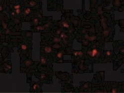 p53 AIP1 Antibody, Novus Biologicals 0.025 mg, Unconjugated:Antibodies,