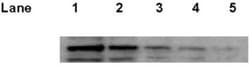 p53 Antibody (Pab1801), Novus Biologicals 0.1mg; Unlabeled:Antibodies,