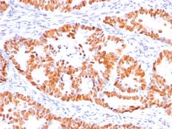 p53 Antibody (BP53-12), Novus Biologicals 0.1mg; Unlabeled:Antibodies,