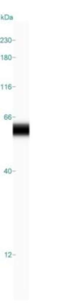 p53 Antibody (BP53-12), Novus Biologicals 0.1mg; Unlabeled:Antibodies,