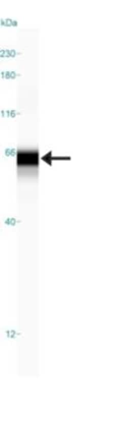 p53 Antibody (CL2199), Novus Biologicals 0.1mL; Unlabeled:Antibodies, Monoclonal