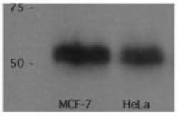 p53 Antibody (PAb 240) - BSA Free, Novus Biologicals:Antibodies:Primary
