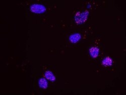 p53 Antibody, Novus Biologicals 0.1mL; Unlabeled:Antibodies, Polyclonal
